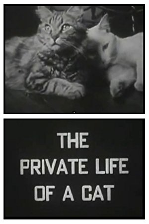 The Private Life Of A Cat